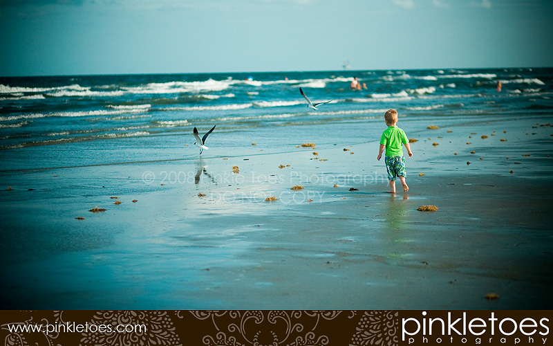 blogbird