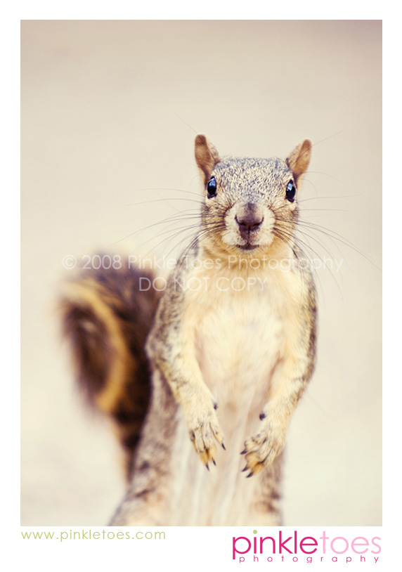 rodent